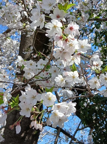 なんでもカフェ