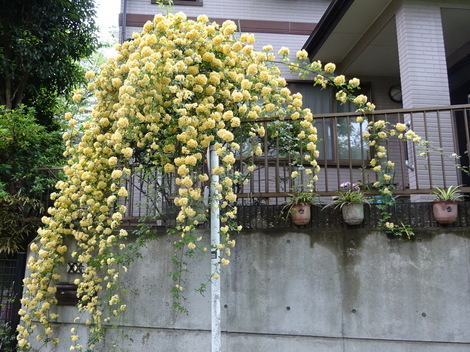 木香薔薇 もっこうばら 掲示板 ほっと一息 Beach ビーチ