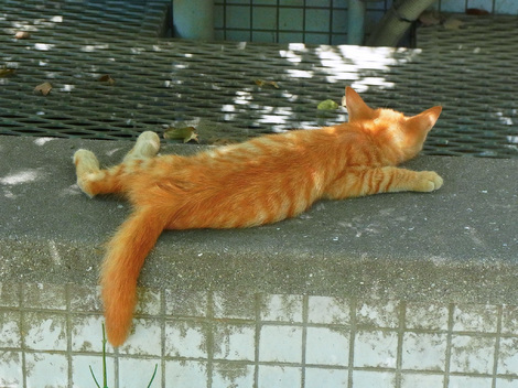 日陰にしがみつく：掲示板:猫に恋して｜Beach - ビーチ