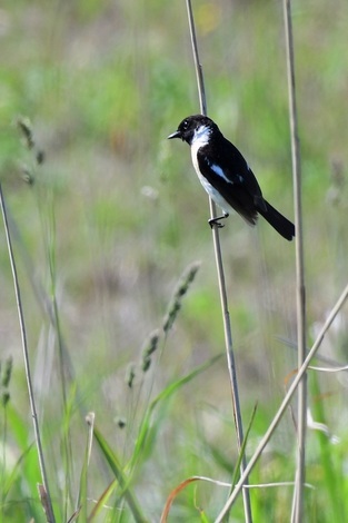 はまなすの丘公園の野鳥 掲示板 マイ フォト 自由写真館 Beach ビーチ