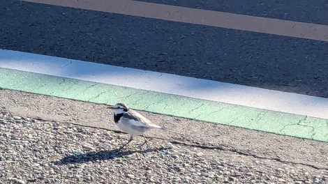 なんでもカフェ